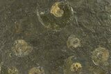 Fossil Ammonite Cluster - Posidonia Shale, Germany #301408-1